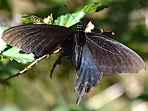 Bordered Patch Butterfly